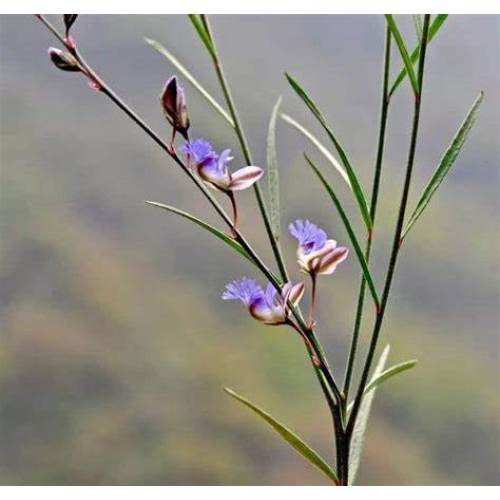 organic polygala tenuifolia extract powder