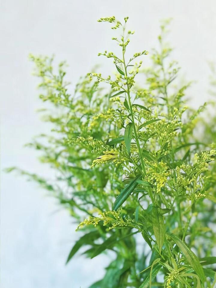 Canadian goldenrod