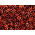 Illicium Verum