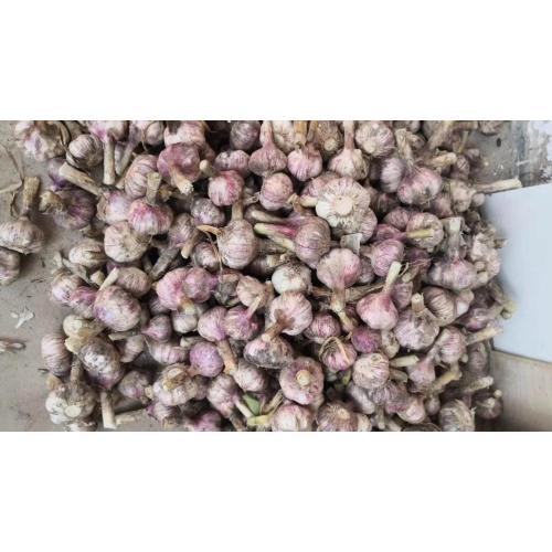 Чеснок Fresh Garlic Fresh Price From Fresh Jining Garlic / Ajo Chino Jinxiang Garlic