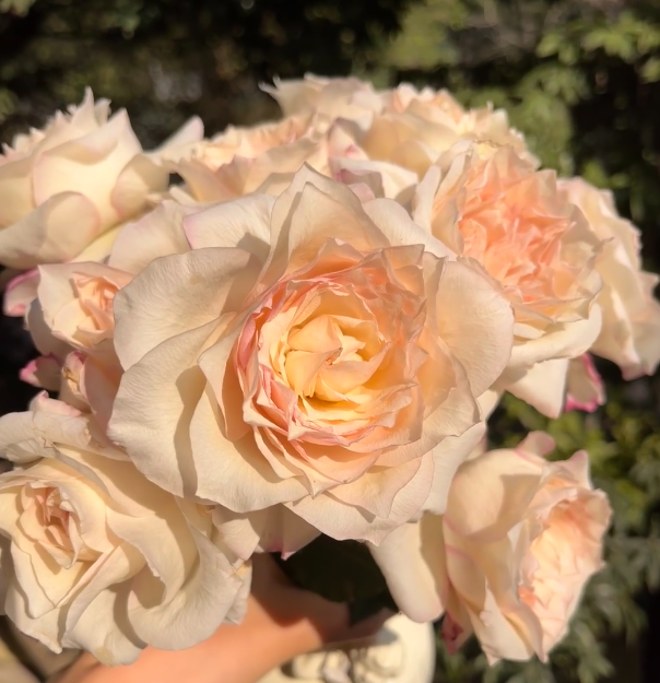 Jiarenxiao Rose
