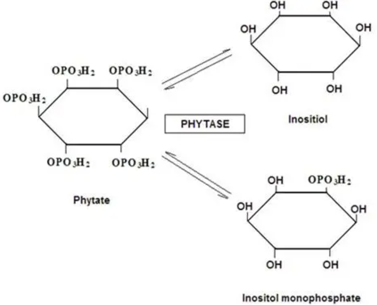 Phytase for Animal Feed