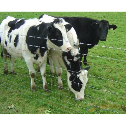 goedkoop thermisch verzinkt boerderij hek