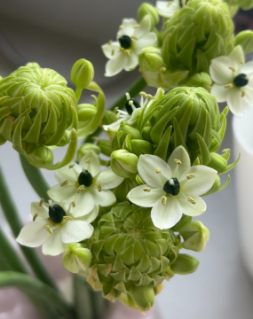 Fleurs de remplissage séchées Ornithogalum arabicum