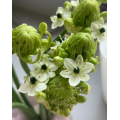 Ornithogalum Arabicum زهور الحشو المجففة
