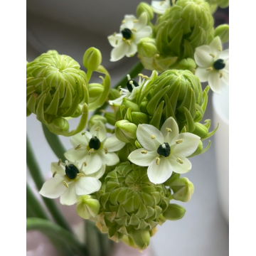 Ornithogalum Arabicum زهور الحشو المجففة