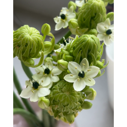 Ornithogalum Arabicum زهور الحشو المجففة