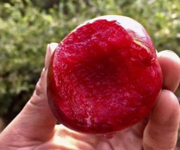 most delicious fruits in the world
