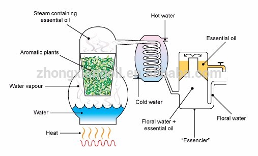 Aceite esencial orgánico del clavo de la terapia de la planta 10 ml