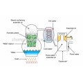 Aceite esencial orgánico del clavo de la terapia de la planta 10 ml