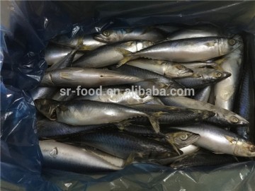 Frozen Pacific mackerel for bait