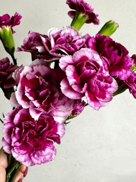 Spray carnation the prince of fashion