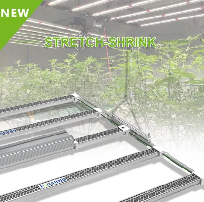 Hybrid Tomato Seeds Full Spectrum Led Grow Light