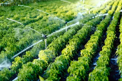 Water Soluble Organic Fertilizer Corn Steep Powder 42%