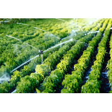 Bacillus Subtilis Powder Fertilizer Bacillus Subtilis Foliar Spray Fertilizer Manufactory