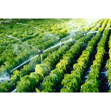 Bacillus Subtilis Powder Fertilizer Bacillus Subtilis Foliar Spray Fertilizer Manufactory