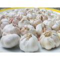উন্নতমানের সাদা রসুনের পাইকারি দাম