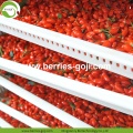 Usine Super nourriture séchée meilleures baies de Goji