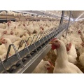 Chain feeder system poultry