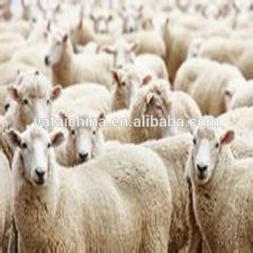 Sheep Feed 50 Protein Animal Feed Supplier, High Quality Sheep Feed 50