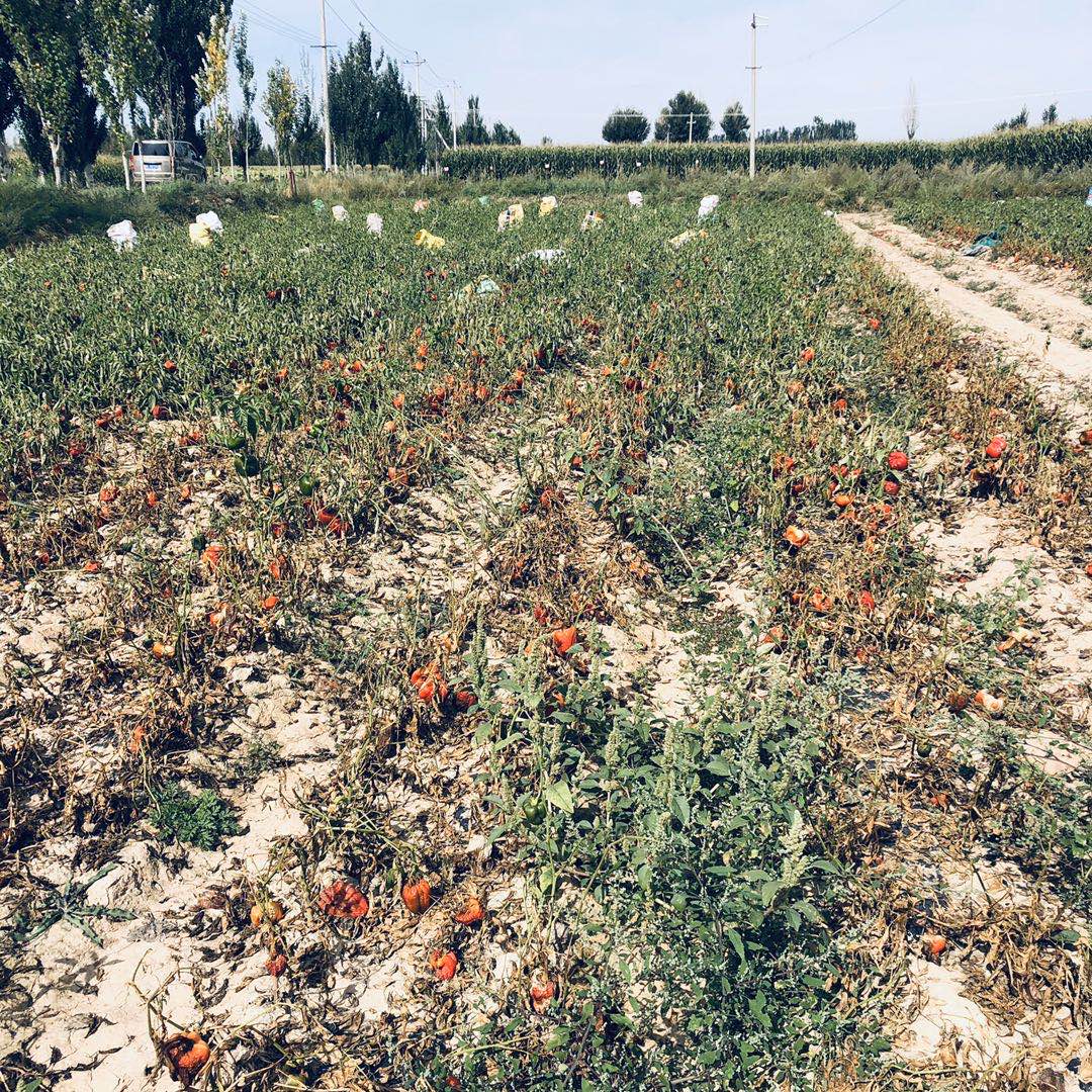 Air-dried Green and Red Bell Pepper