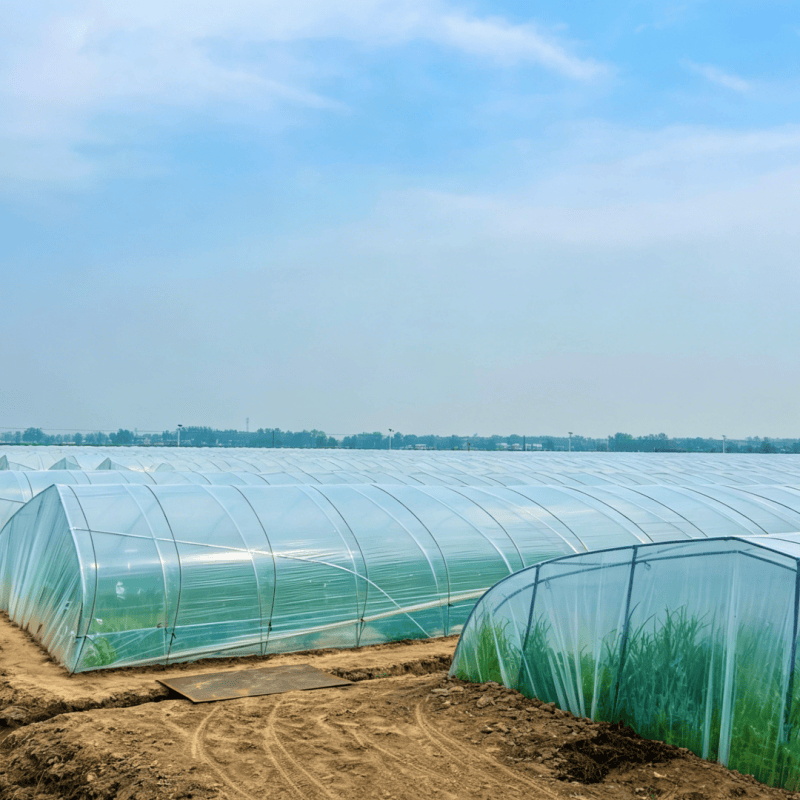transparent greenhouse film (3)