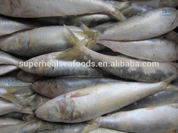Sardine For Pacific Mackerel Bait
