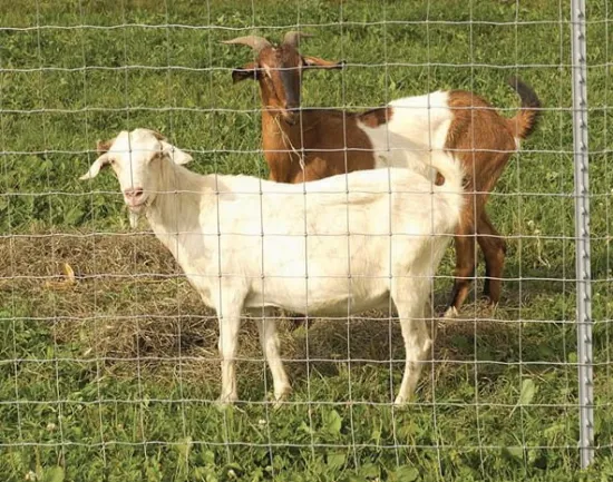 Sheep and Goat Fence