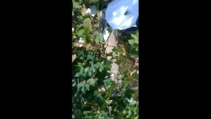 New Design Farm Use Cotton Picking Machine/cotton Picker