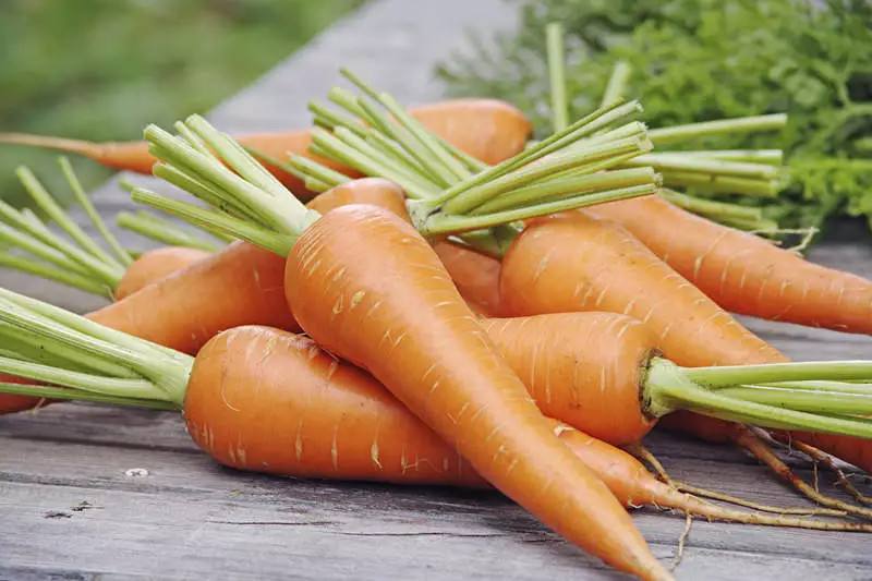 Включи морковь про новый. Морковь новый урожай. Морковь китайская красавица. Желтая морковь. Морковь длинная красная.