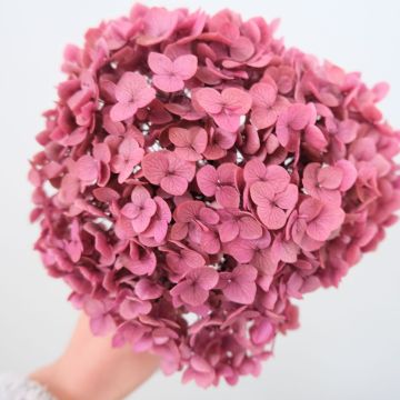 Real Touch Preserved Dried Hydrangeas 20-25cm - Wedding & Home Decor