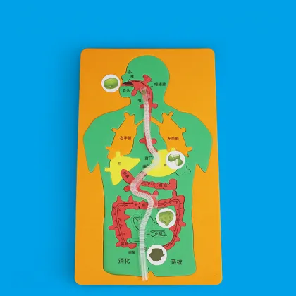 Small Production DIY Digestive System Jigsaw for Kindergarten Science Education