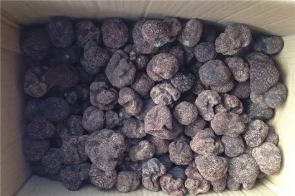 Delicious Wild Black Truffle Mushroom Hot Sale                        
                                                Quality Choice