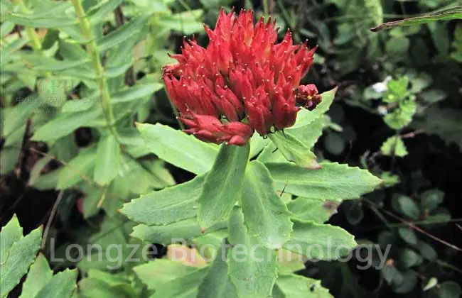 rhodiola extract