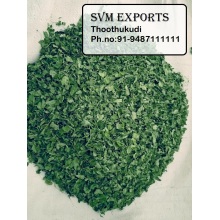 moringa dry leaf