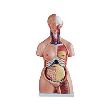 85cm Advanced PVC Teaching Manikin with 21 Parts for Both Sexes (SC-A1042)