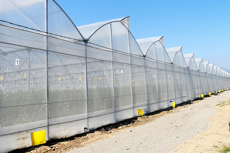 Arch type green house 