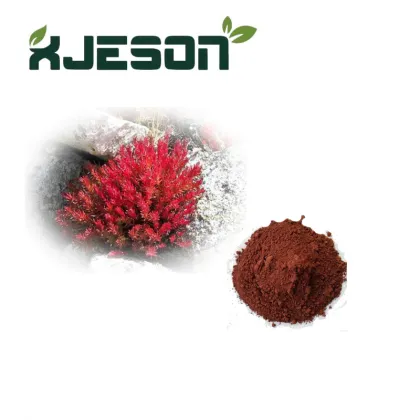 High Quality Rhodiola Rose Extract