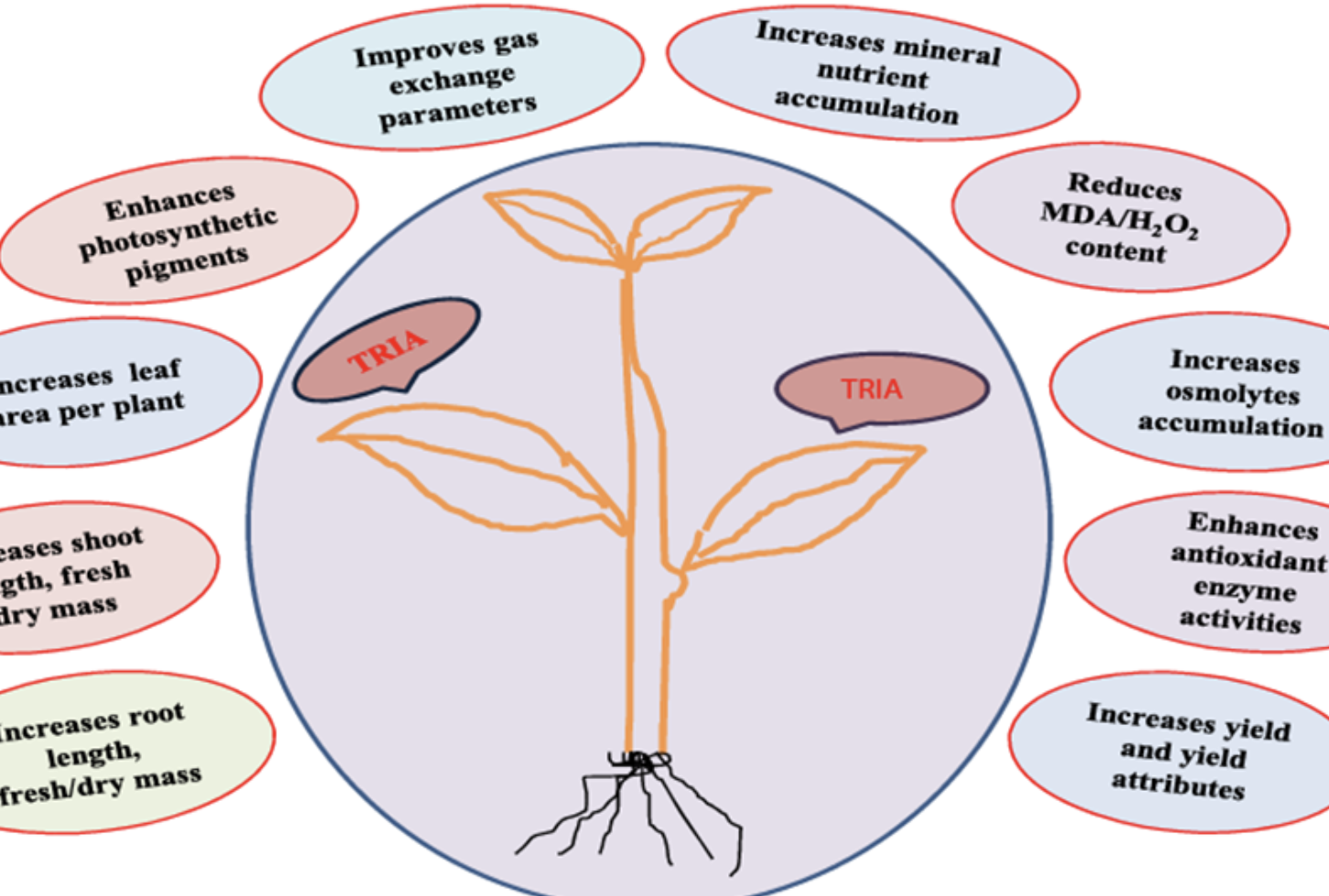 Triacontanol for Plant Growth