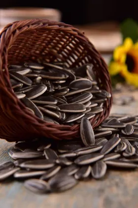 striped sunflower seed 5009 black sunflower seeds