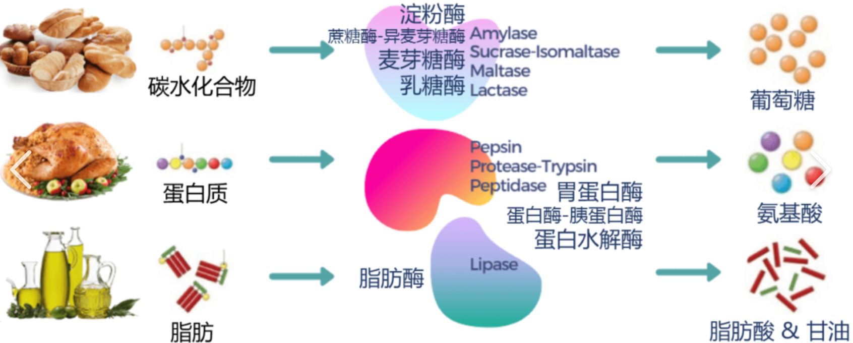 Enzyme Ingredient Supplier