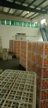 fresh VALENCIA ORANGE