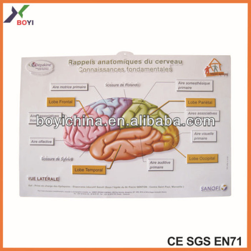 2014 medical educational anatomical chart