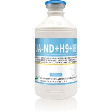 Vaccin inactivé ND et AI H9 (La Sota)