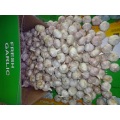 Normal White Garlic 2020 Hot Sale