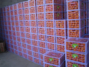 Export Standard Quality of Fresh Baby Mandarin