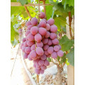 nowa uprawa czerwonego globu winogronowego