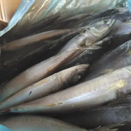 Frozen Seafood Mackerel Fish