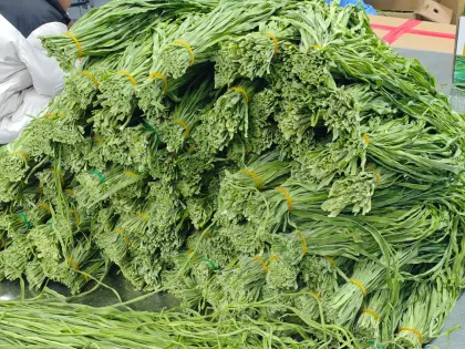 Healthy natural dried gongcai