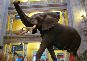 outdoor decorative copper elephant statue